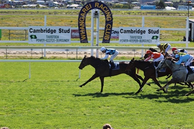 HASSELHOOF , CANDLE IN THE WIND AND GOLD ROSE RUNNING AT PUKEKOHE ON SUNDAY 18TH SEPTEMBER